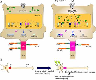 A Perspective on the Role of Dynamic Alternative RNA Splicing in the Development, Specification, and Function of Axon Initial Segment